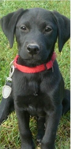 Бытовые аллергены