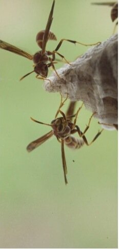 Аллергия на укусы насекомых