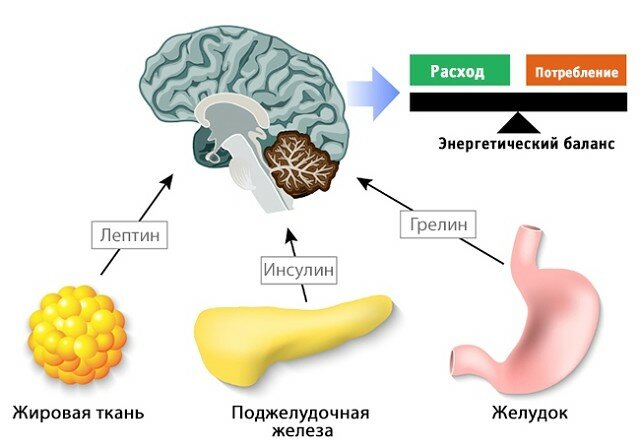 Как контролировать уровень лептина — гормона голода.